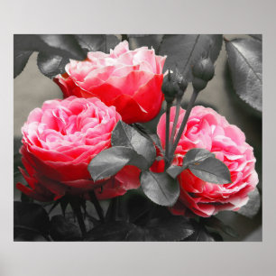 Rosa Blume: Rosa Farbe Pop Poster