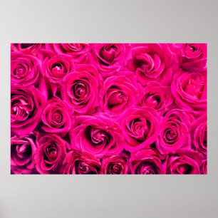 Rosa Blume Rose Hintergrund Poster