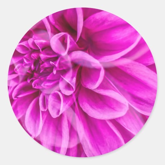 Rosa Blume Runder Aufkleber (Vorderseite)