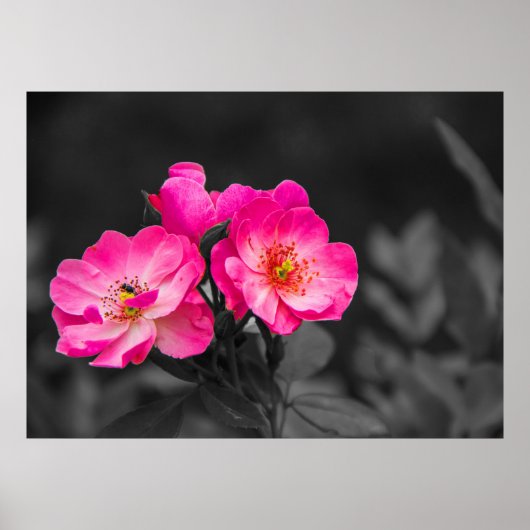 Rosa Blume Schwarz-weiß Monochrome Poster (Vorne)