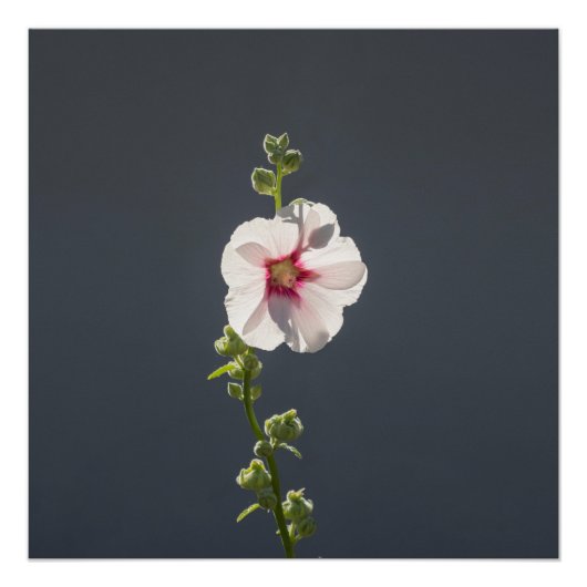 Rosa Blume Schwarze grüne Blätter auf dunkelgrau Poster (Vorderseite)