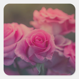 rosa Blume sehr nah Quadratischer Aufkleber