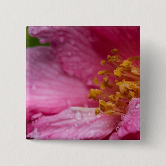 Rosa Blume Stamens Button (Vorderseite)
