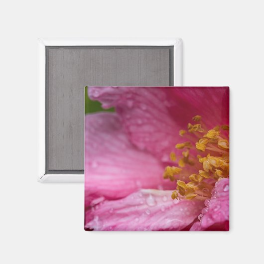 Rosa Blume Stamens Magnet (Vorderseite/Rückseite)