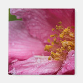 Rosa Blume Stamens Magnet (Vorne)