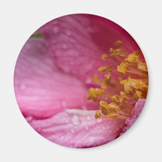 Rosa Blume Stamens Magnet (Vorne)