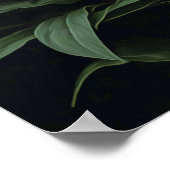 Rosa Blume Stargazer Lippe Art Print Poster (Ecke)