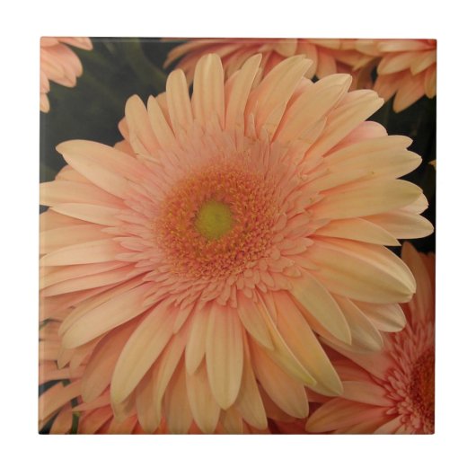 Rosa Blume Tile Fliese (Vorderseite)