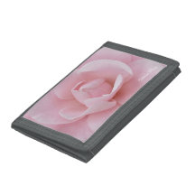 Rosa Blume