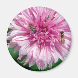 Rosa Blume und Bug Magnet