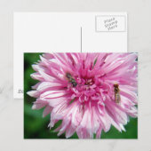Rosa Blume und Bug Postkarte (Vorne/Hinten)