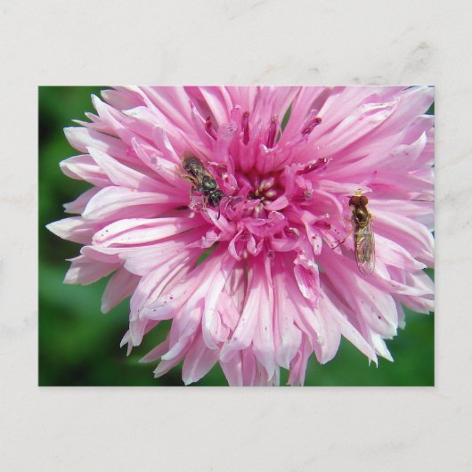 Rosa Blume und Bug Postkarte (Vorderseite)