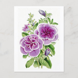 Rosa Blume Vintag Botanische Postkarte