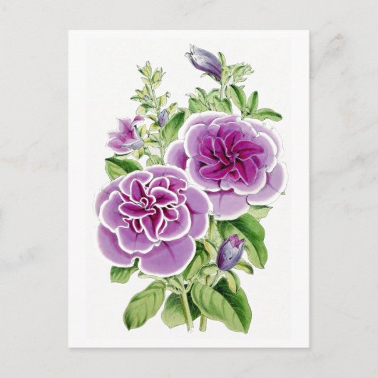 Rosa Blume Vintag Botanische Postkarte (Vorderseite)
