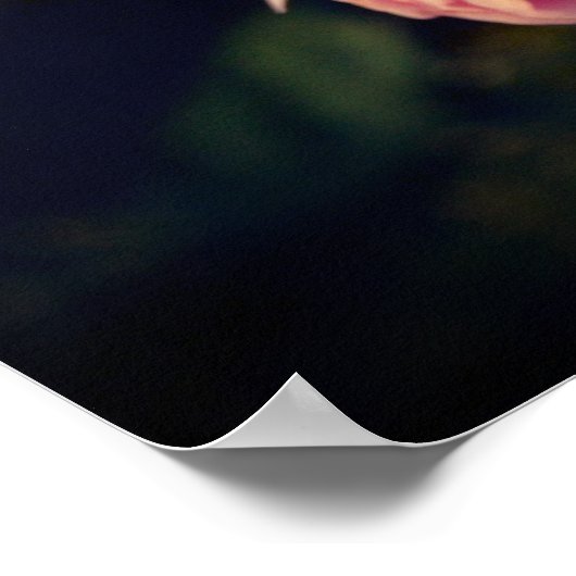 Rosa Blume vom Garten Poster (Ecke)