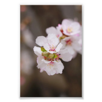 Rosa Blumen Fotodruck