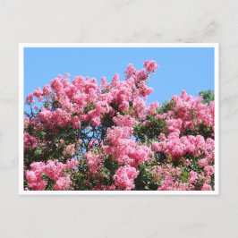Rosa Blumen gegen einen blauen Himmel Botanische P Postkarte