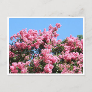 Rosa Blumen gegen einen blauen Himmel Botanische P Postkarte