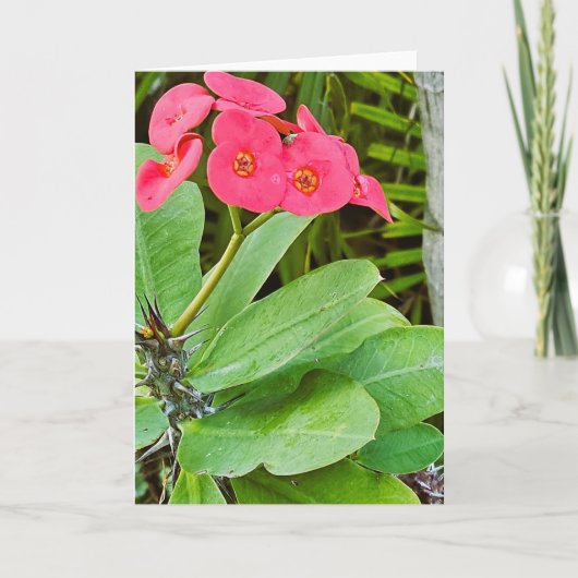Rosa Blumen Grußkarte Karte (Vorderseite)
