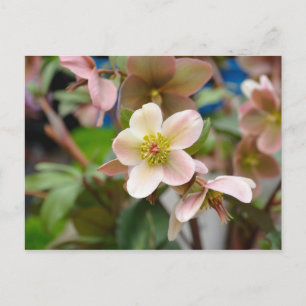 Rosa Blumen im Stadtgarten in Brüssel, Belgien Postkarte