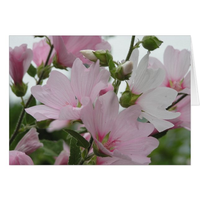 Rosa Blumen Impatiens Familie (Vorderseite (Horizontal))