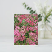 Rosa Blumen Natur Postkarte (Stehend Vorderseite)