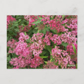 Rosa Blumen Natur Postkarte (Rückseite)