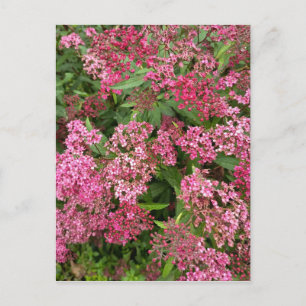 Rosa Blumen Natur Postkarte