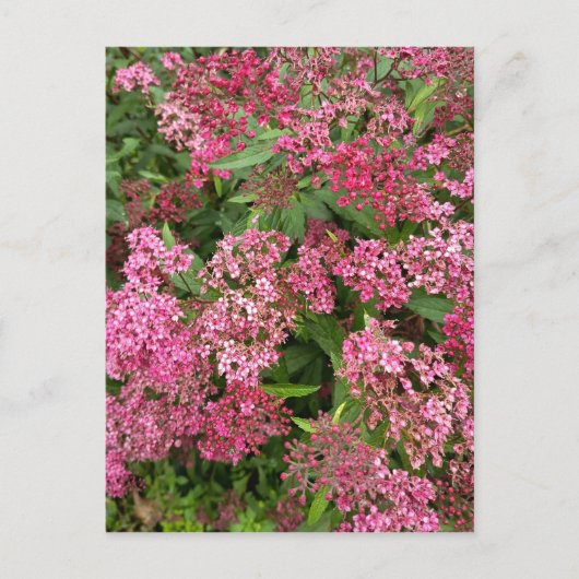 Rosa Blumen Natur Postkarte (Vorderseite)