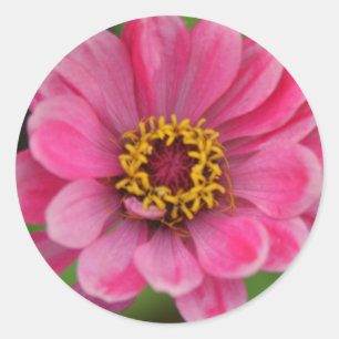 rosa Blumenaufkleber Runder Aufkleber