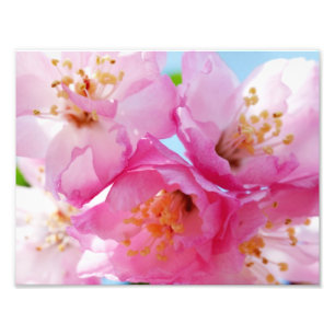 Rosa Blumenblatt-Inspiration Fotodruck