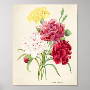 rosa Blumenillustration für Kunstliebhaber Poster