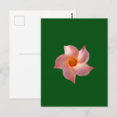 Rosa Blumenkunst Postkarte (Vorne/Hinten)