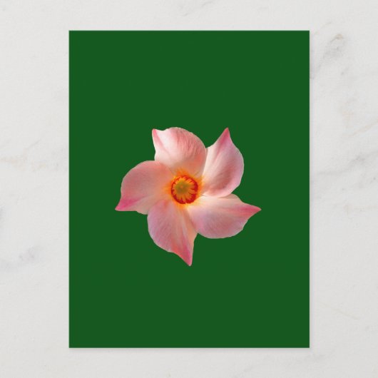 Rosa Blumenkunst Postkarte (Vorderseite)