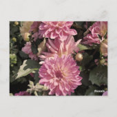 Rosa Blumenmuster Kunst von Renee Lavoie Postkarte (Rückseite)