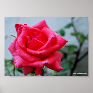 Rosa Blumenporträt in Pink Poster
