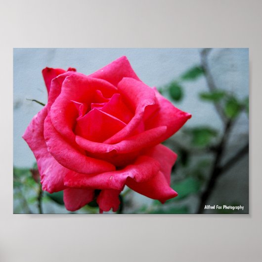 Rosa Blumenporträt in Pink Poster (Vorne)