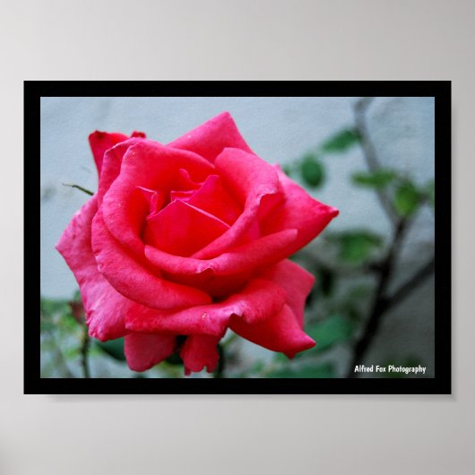 Rosa Blumenporträt in Pink Poster (Vorne)