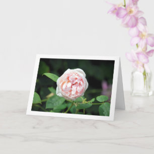 Rosa Blumenrose Karte