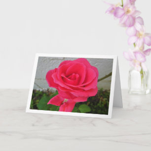 Rosa Blumenrose Karte