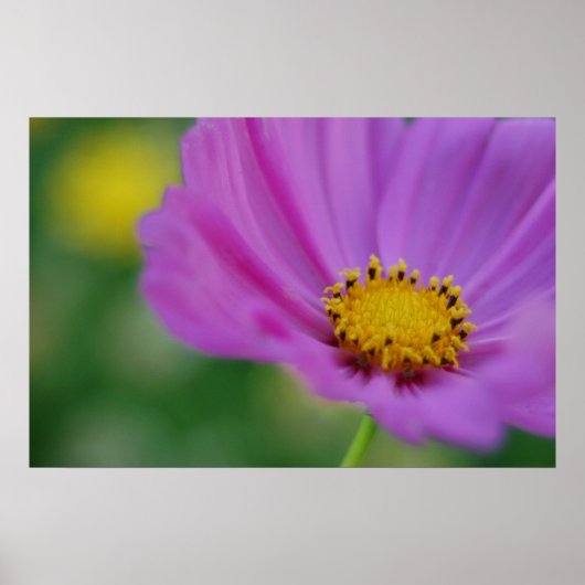 Rosa Blumenschrift Poster (Vorne)