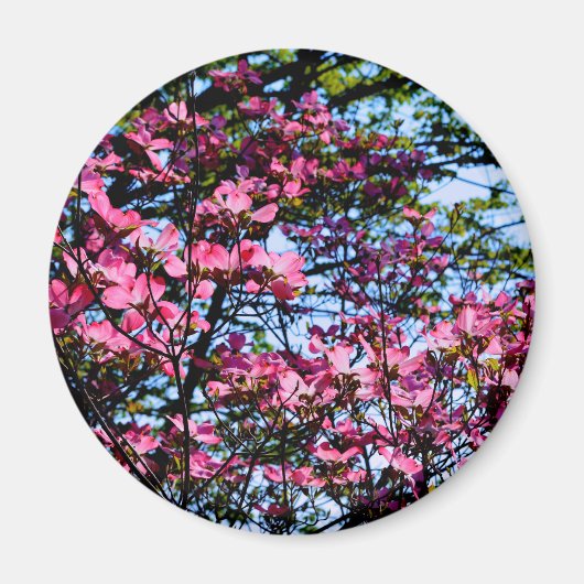 Rosa Blüte Dogwood Magnet (Vorne)