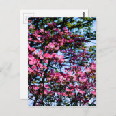 Rosa Blüte Dogwood Postkarte (Vorne/Hinten)