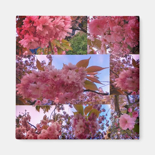 Rosa Blüte Magnet (Vorne)