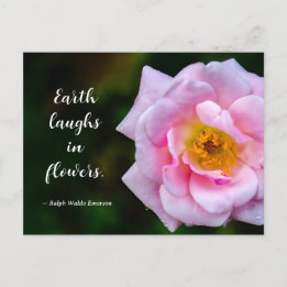 Rosa Blüte mit Tautropfen Naturfotografie Postkarte