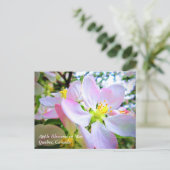 Rosa Blüten aus weißem Apfel im Mai Kanada Postkar Postkarte (Stehend Vorderseite)