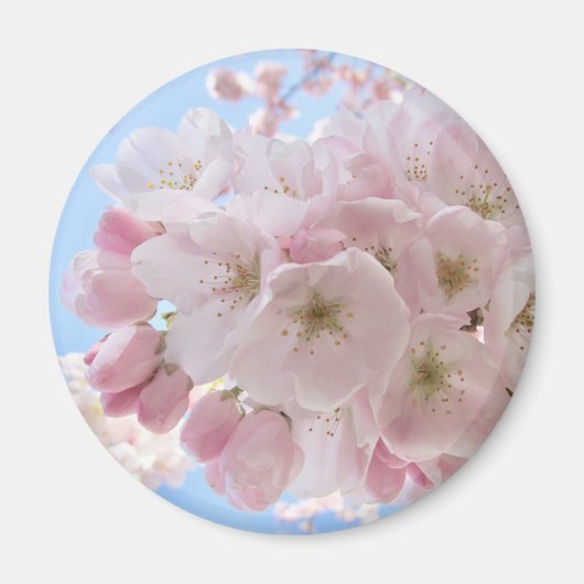 Rosa Blüten blauer Himmel. Magnet (Vorne)