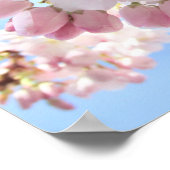 Rosa Blüten blauer Himmel. Poster (Ecke)