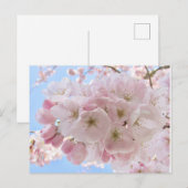 Rosa Blüten blauer Himmel. Postkarte (Vorne/Hinten)