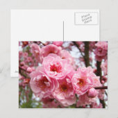 Rosa Blüten Blumen Frühjahrsporte Postkarten nach (Vorne/Hinten)